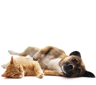 soul and livecare hund katz